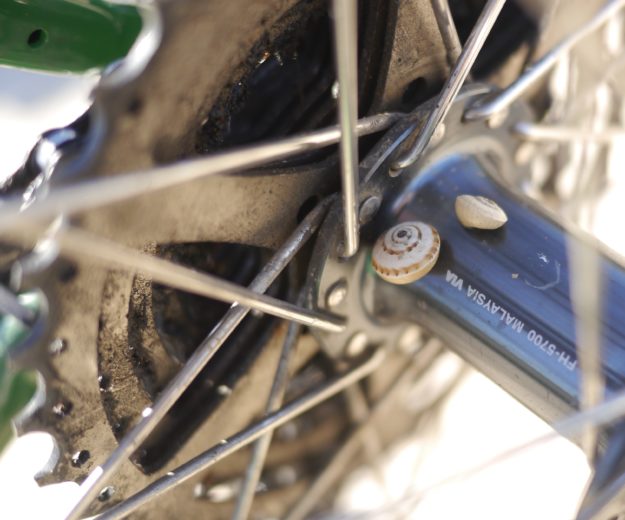 Snails on bicycle hub