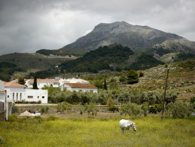 A horse in a field in Ronda