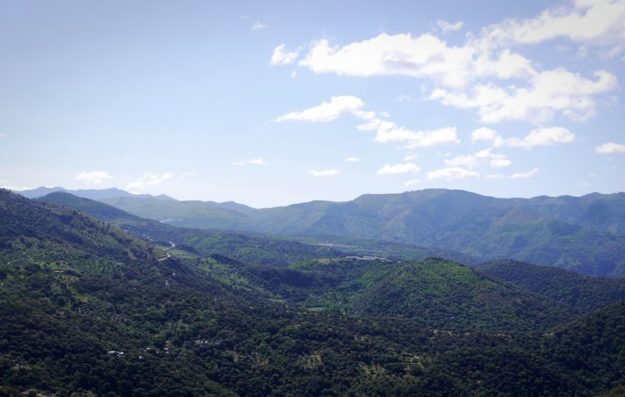 many many trees around Ronda