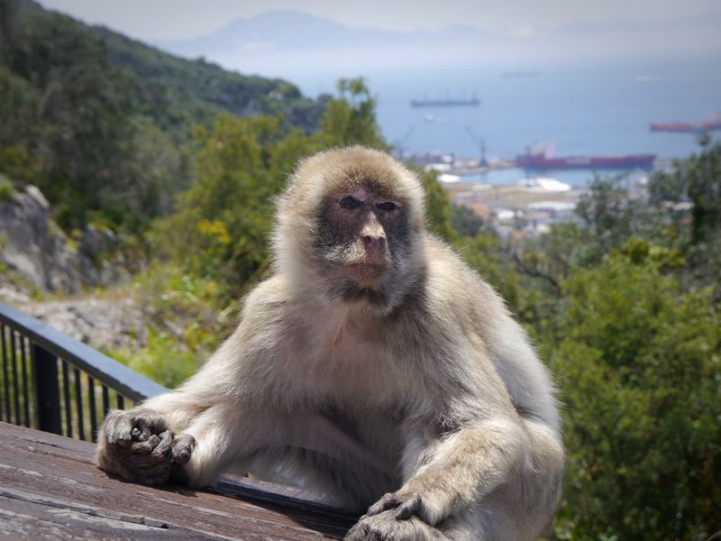 A Barbary macaque in Gibraltar.