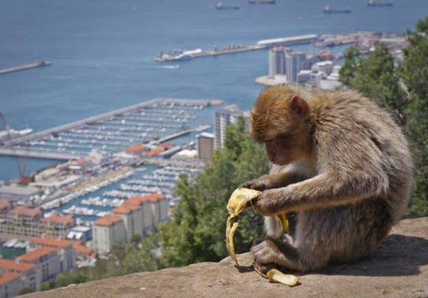 monkey eating a banana in Gibraltar
