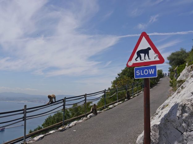 Gibraltar road with monkey