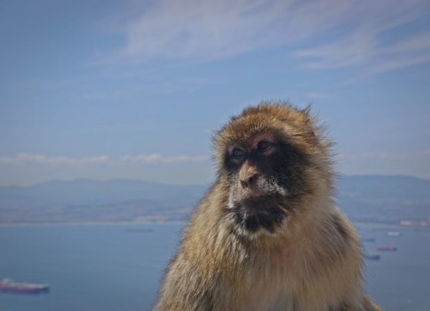 monkey in Gibraltar
