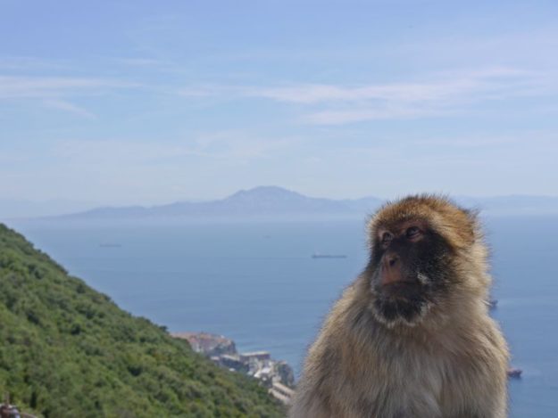 Monkey in Gibraltar