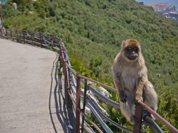 A monkey on a fence on the Rock of Gibraltar
