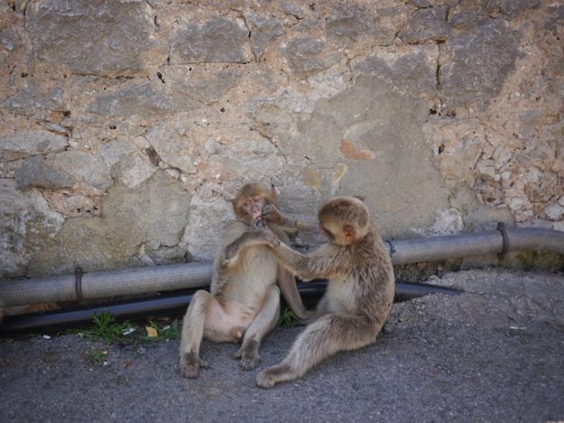 two baby monkeys in Gibraltar national park