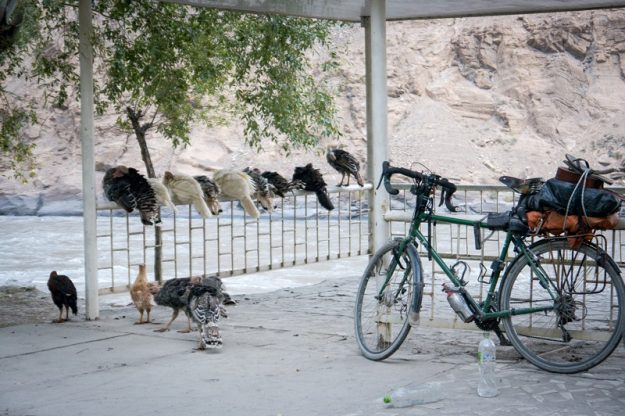Turkeys sitting on a railing next to my bicycle