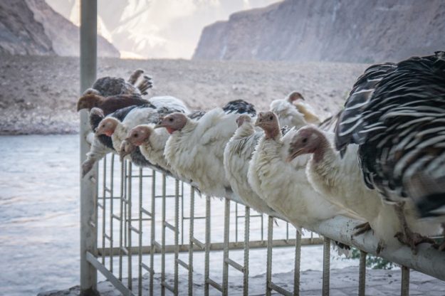 Turkeys sitting on a railing in Tajikistan