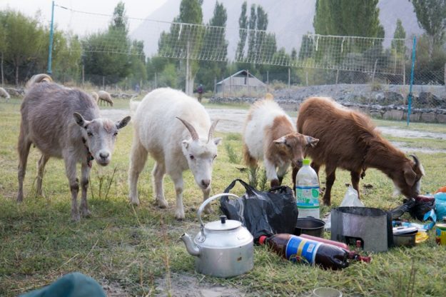 A picture of goats sniffing our pots and pans